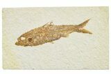 Detailed Fossil Fish (Knightia) - Wyoming #244194-1